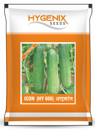 maize