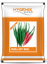 maize