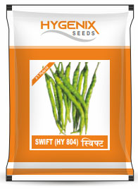 maize